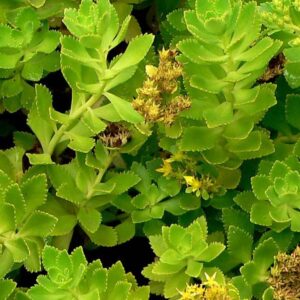 Sedum hauts: le sedum takesimense ou le sedum aizoon en mini-motte