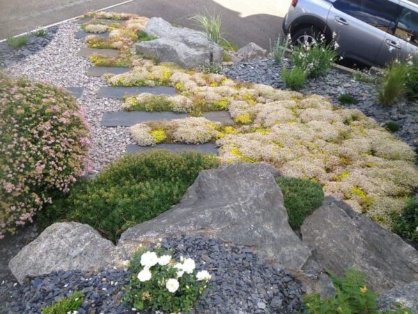 Tapis de sedum – Image 3