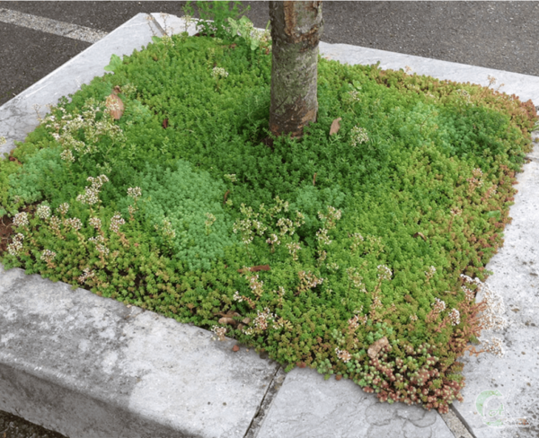 Tapis de sedum – Image 7