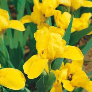 Iris nain. Couleurs disponibles: jaune/bleu ou violet/cherry/blanc