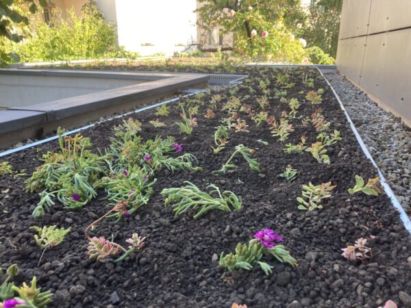 Delosperma en mini-motte. Couleurs disponibles: floraison jaune ou floraison violette. – Image 3