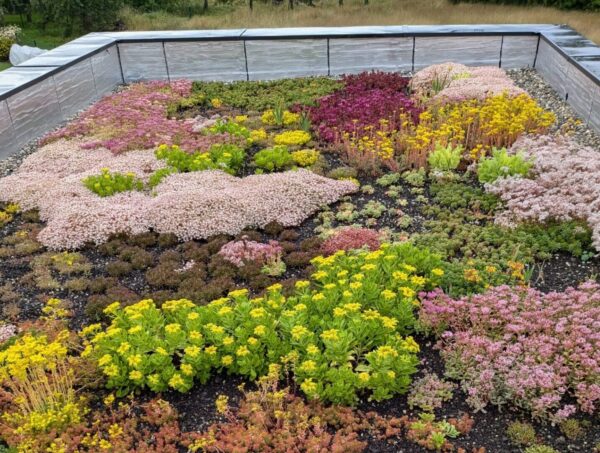 Mini motte de sedum – Image 12