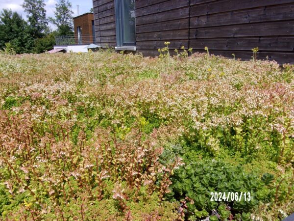 Mini motte de sedum – Image 10