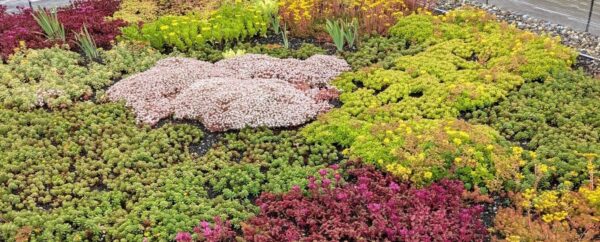 Mini motte de sedum – Image 11