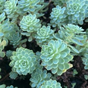 Sedum pachyclados en godet de 9x9 cm