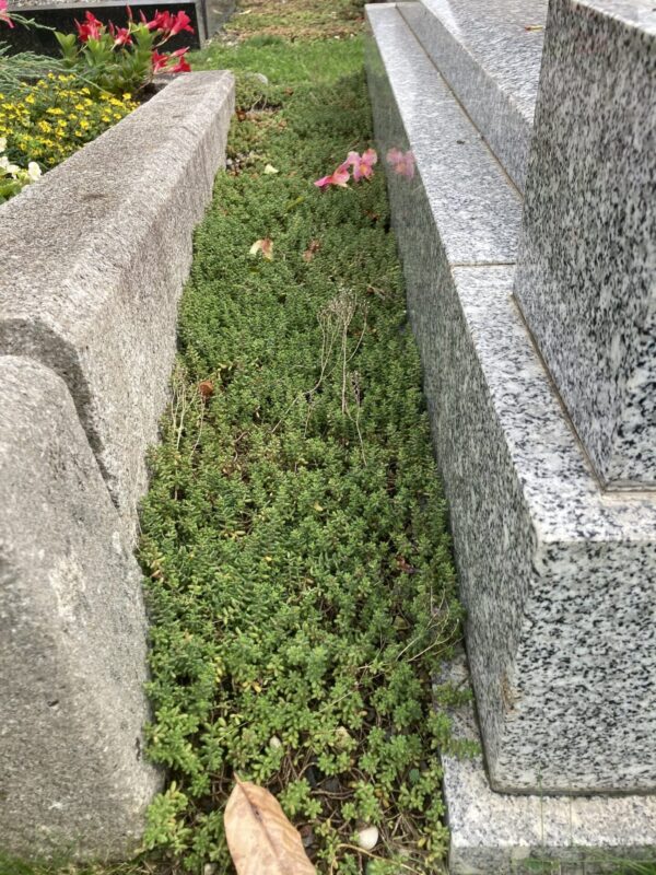 Mini motte de sedum – Image 6