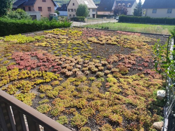Mini motte de sedum – Image 5