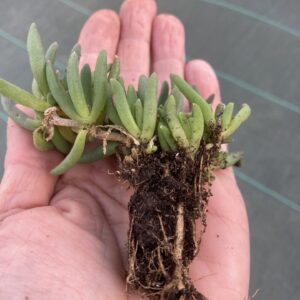 Delosperma en mini-motte. Couleurs disponibles: floraison jaune ou floraison violette.