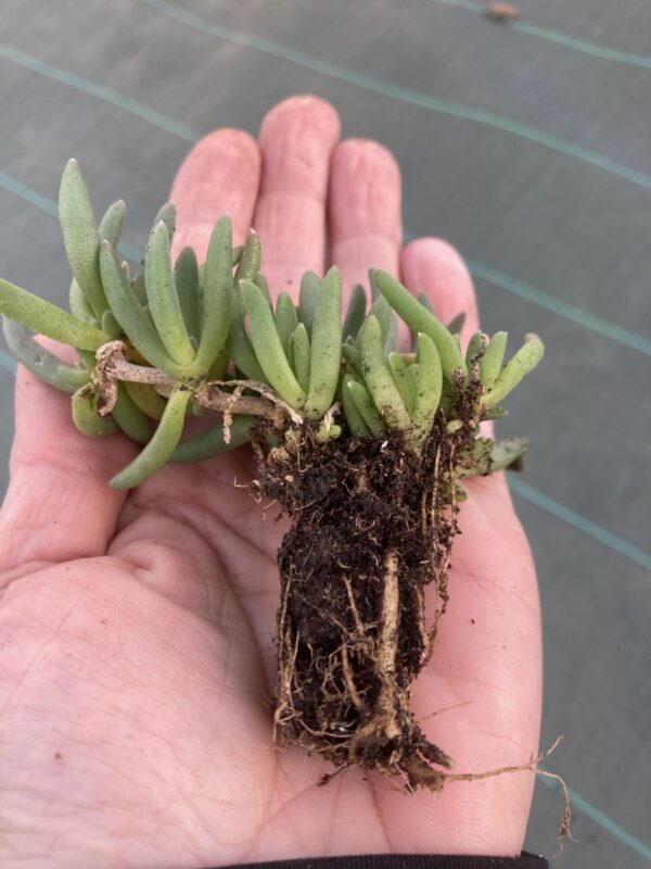 Delosperma en mini-motte. Couleurs disponibles: floraison jaune ou floraison violette.