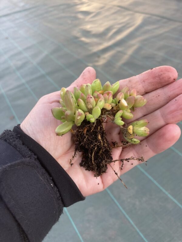 Delosperma en mini-motte. Couleurs disponibles: floraison jaune ou floraison violette. – Image 2
