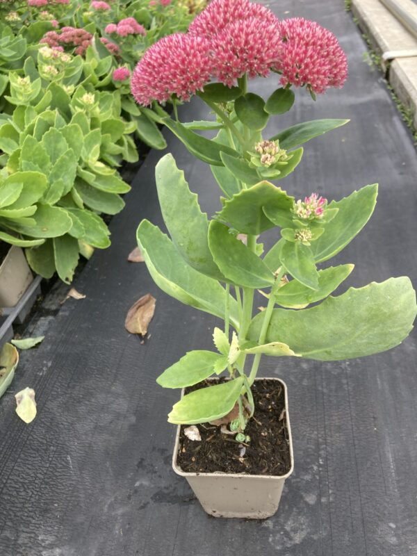 Sedum telephium en godet de 9x9 cm. Couleurs disponibles: rose, pourpre ou blanc. – Image 3