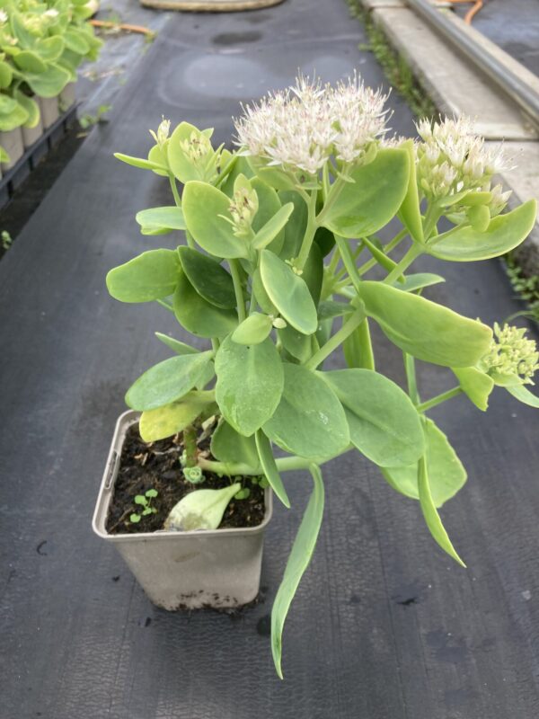Sedum telephium en godet de 9x9 cm. Couleurs disponibles: rose, pourpre ou blanc. – Image 2