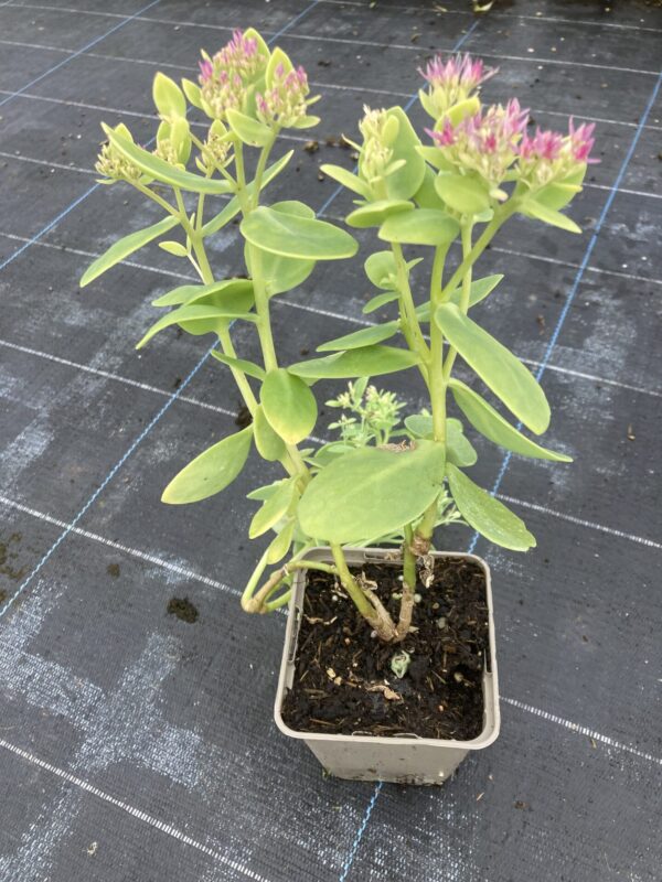 Sedum telephium en godet de 9x9 cm. Couleurs disponibles: rose, pourpre ou blanc. – Image 4