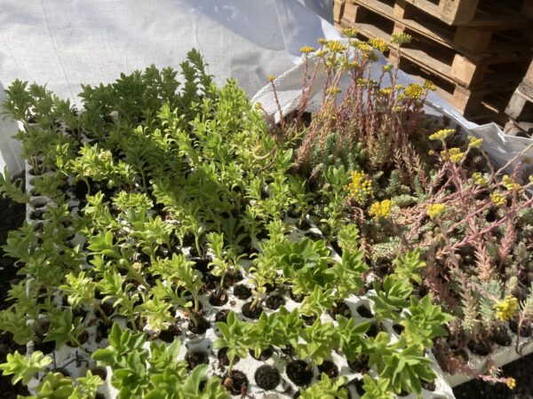 Sedum hauts: le sedum takesimense ou le sedum aizoon en mini-motte – Image 3