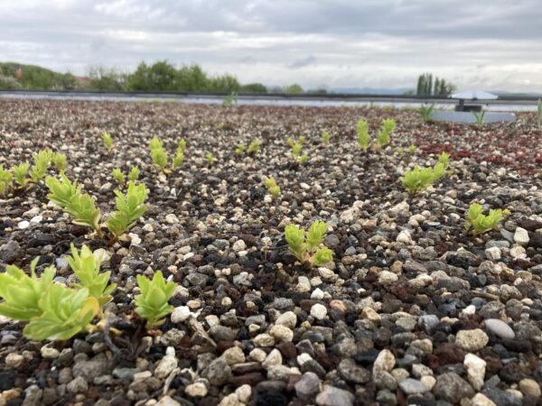 Sedum hauts: le sedum takesimense ou le sedum aizoon en mini-motte – Image 2