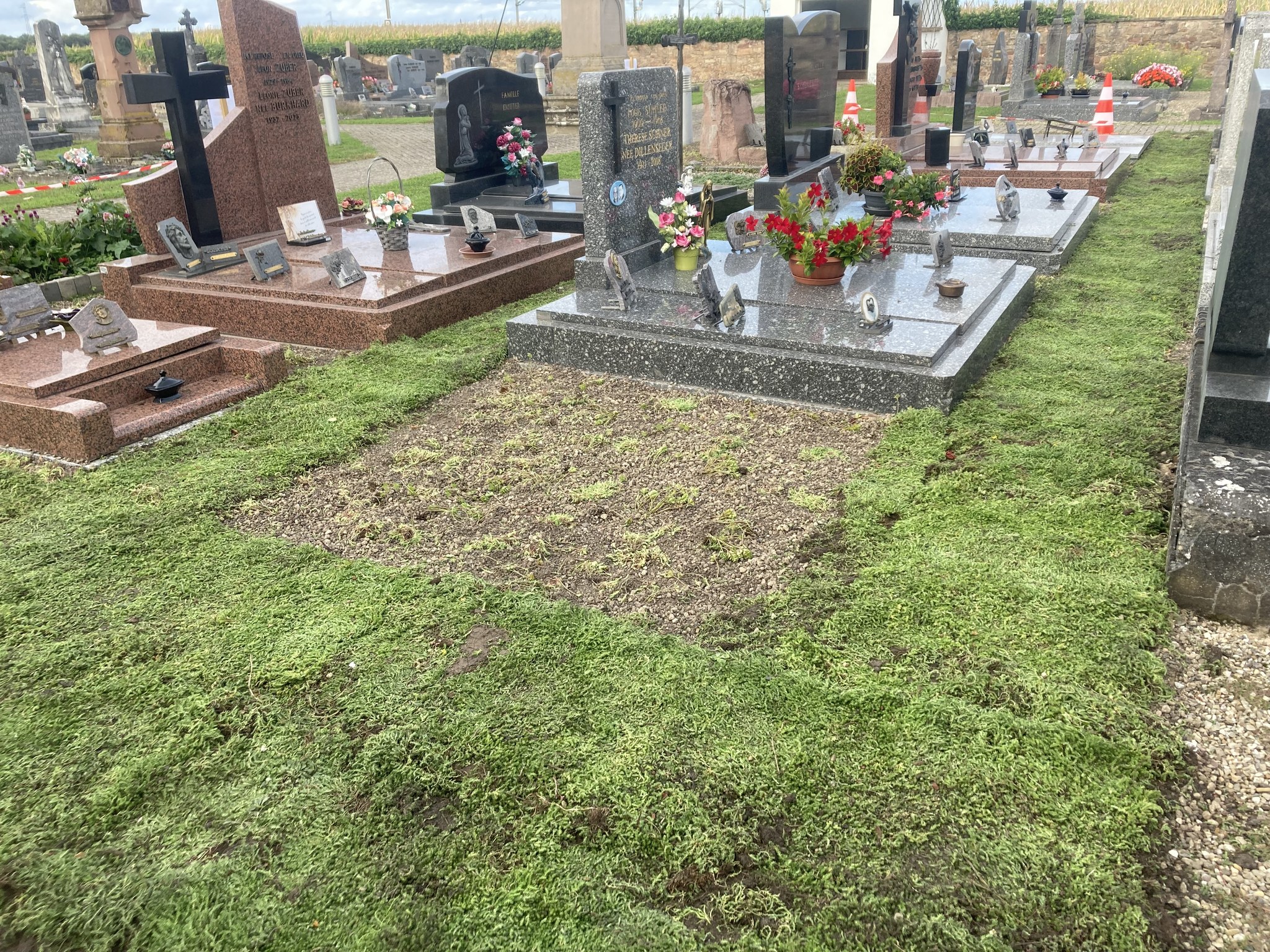 Toile de paillage naturelle et biodégradable: rouleau de 33 m². Grammage: 800 g/m². – Image 6